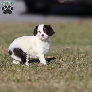 Gumdrop, Cavapoo Puppy